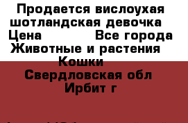 Продается вислоухая шотландская девочка › Цена ­ 8 500 - Все города Животные и растения » Кошки   . Свердловская обл.,Ирбит г.